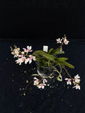 Flowering select Sarcochilus SP23/082