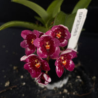 Flowering select Sarcochilus SP23/083