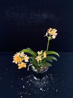 Flowering select Sarcochilus SP23/084