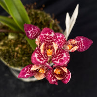 Flowering select Sarcochilus SP23/085