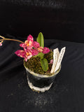 Flowering select Sarcochilus SP23/085