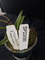 Flowering select Sarcochilus SP23/085