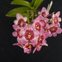 Flowering select Sarcochilus SP23/086