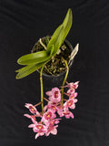 Flowering select Sarcochilus SP23/086