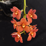 Flowering select Sarcochilus SP23/088
