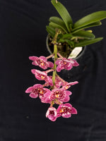 Flowering select Sarcochilus SP23/090