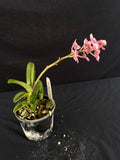Flowering select Sarcochilus SP23/090
