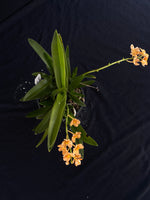 Flowering select Sarcochilus SP23/091