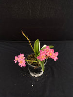 Flowering select Sarcochilus SP23/093