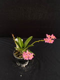 Flowering select Sarcochilus SP23/093