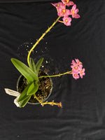 Flowering select Sarcochilus SP23/093
