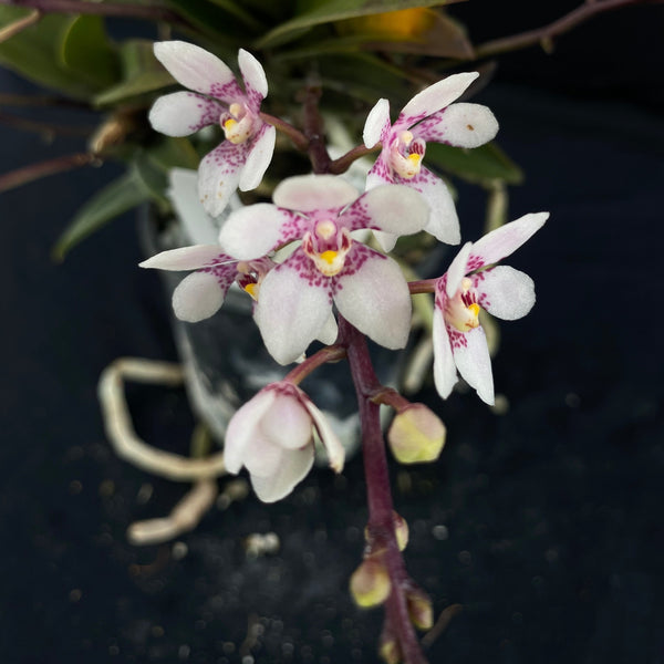 Flowering select Sarcochilus SP23/095