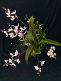 Flowering select Sarcochilus SP23/095