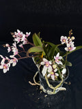Flowering select Sarcochilus SP23/095