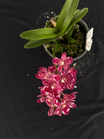 Flowering select Sarcochilus SP23/096