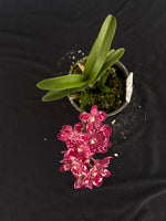 Flowering select Sarcochilus SP23/096