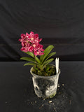 Flowering select Sarcochilus SP23/096