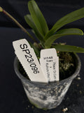 Flowering select Sarcochilus SP23/096