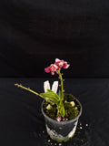 Flowering select Sarcochilus SP23/098