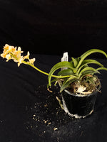 Flowering select Sarcochilus SP23/100