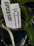 Flowering select Sarcochilus SP23/100