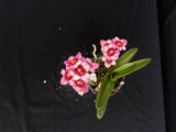 Flowering select Sarcochilus SP23/102