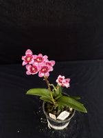 Flowering select Sarcochilus SP23/103