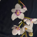 Flowering select Sarcochilus SP23/104