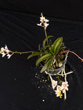 Flowering select Sarcochilus SP23/104