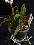 Flowering select Sarcochilus SP23/104