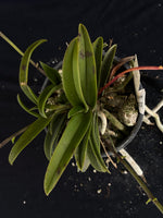 Flowering select Sarcochilus SP23/104