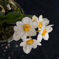 Flowering select Sarcochilus SP23/106