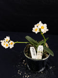 Flowering select Sarcochilus SP23/106