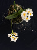 Flowering select Sarcochilus SP23/106