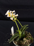 Flowering select Sarcochilus SP23/106