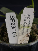 Flowering select Sarcochilus SP23/106