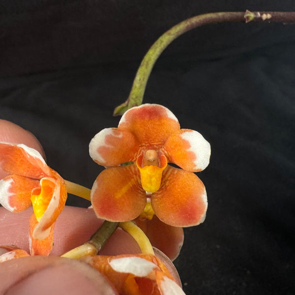 Flowering select Sarcochilus SP23/107