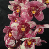 Flowering select Sarcochilus SP23/108