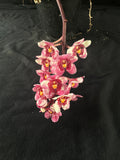 Flowering select Sarcochilus SP23/108