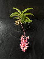 Flowering select Sarcochilus SP23/108
