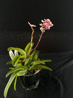 Flowering select Sarcochilus SP23/110