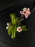 Flowering select Sarcochilus SP23/110