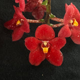 Flowering select Sarcochilus SP23/111
