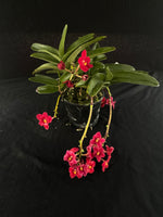 Flowering select Sarcochilus SP23/111