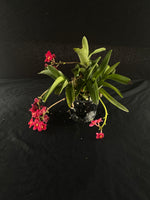 Flowering select Sarcochilus SP23/111