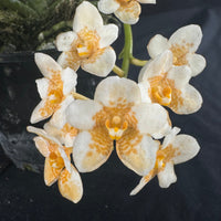Flowering select Sarcochilus SP23/112