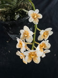 Flowering select Sarcochilus SP23/112