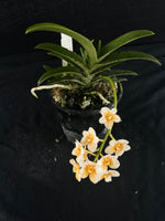 Flowering select Sarcochilus SP23/112