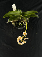 Flowering select Sarcochilus SP23/112