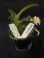 Flowering select Sarcochilus SP23/112